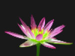 Pink Lotus Herbal Incense Coupon Codes & Deals